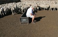 Two suspects arrested for defrauding a farmer millions worth of sheep