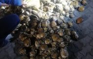 Suspect to appear in Plettenberg Bay Magistrate's Court for illegal possession of abalone