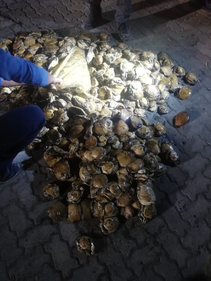 Suspect to appear in Plettenberg Bay Magistrate's Court for illegal possession of abalone