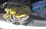 Two suspects apprehended for illegal possession and transportation of rhino horn
