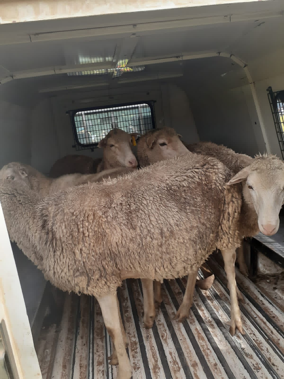 Stolen livestock recovered in successful joint operation