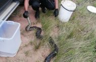 3.5 Meters python captured by a herdsman near Verulam