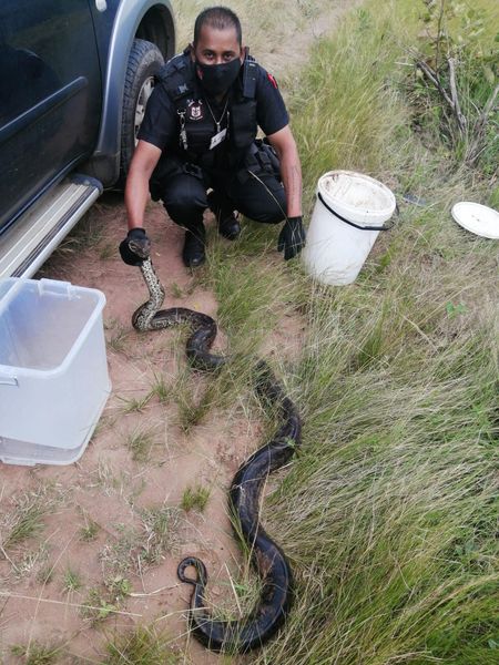 3.5 Meters python captured by a herdsman near Verulam