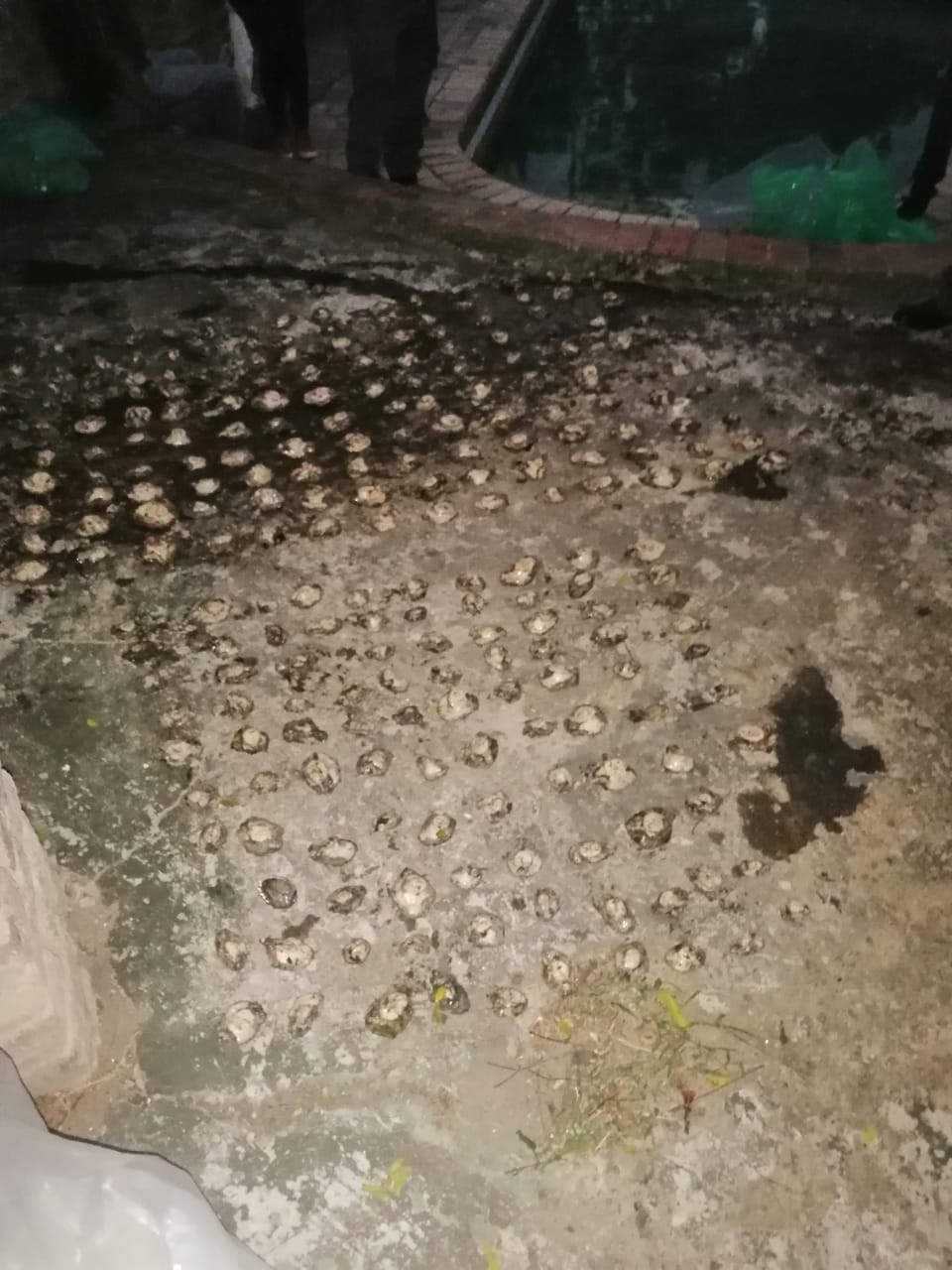 K9 Unit members arrest five suspects for possession of abalone in Amalinda