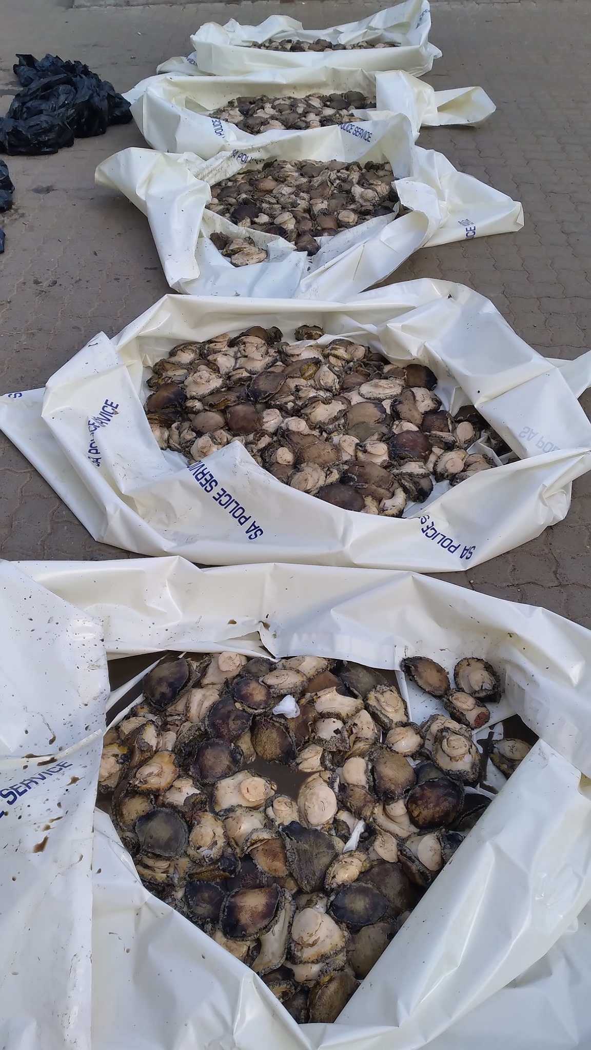 Abalone valued at R700 000.00 confiscated and two suspects arrested in Riviersonderend