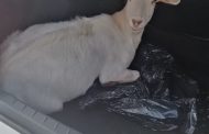 Stolen goat recovered, three suspects nabbed