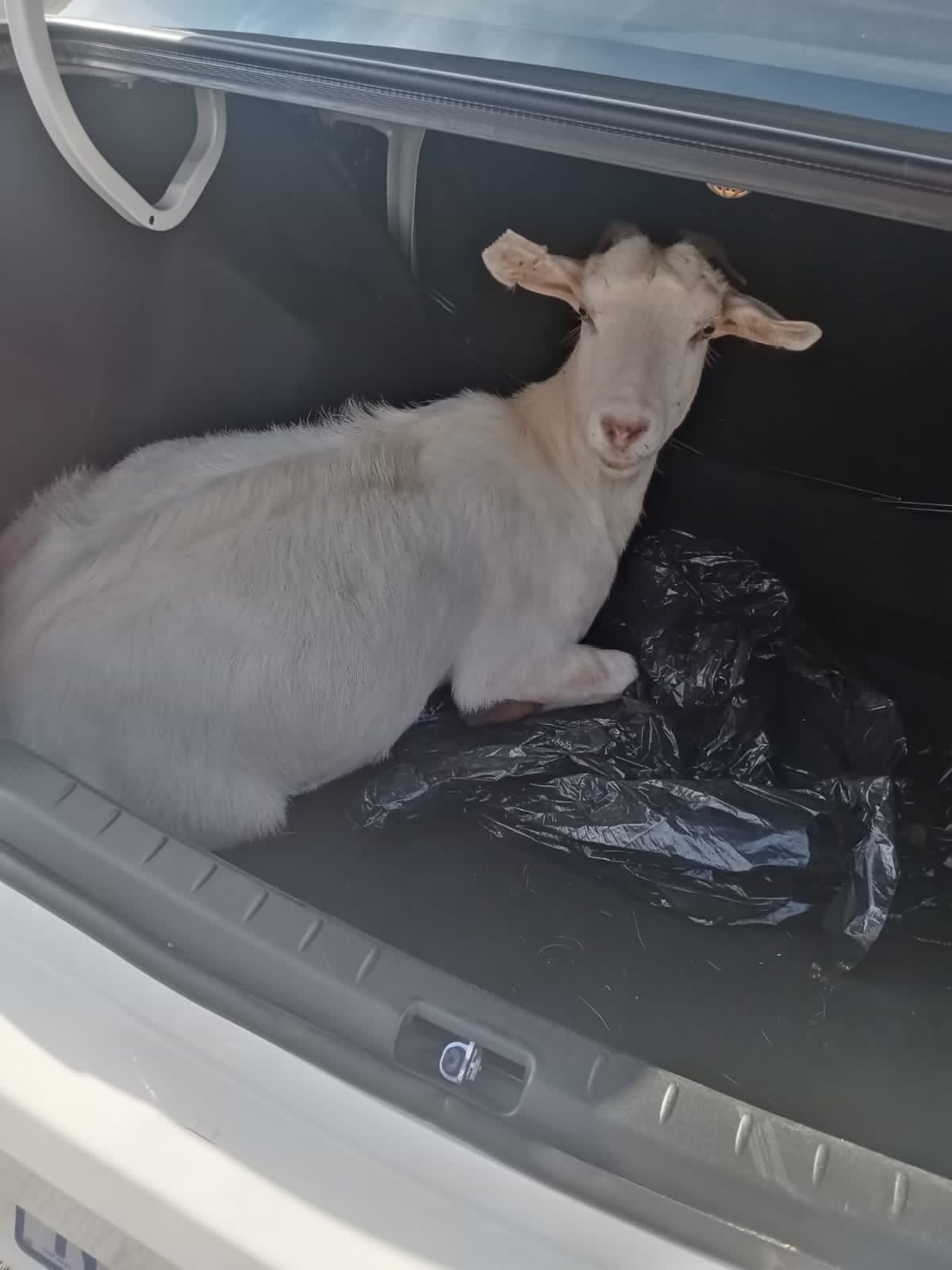 Stolen goat recovered, three suspects nabbed