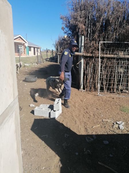 Police recover 21 sheep in Bityi, owner unknown