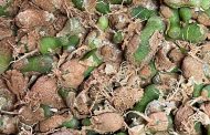 Springbok Stock Theft and Endangered Species Unit arrest three for possession of endangered plant species