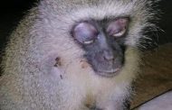 Injured monkey rescued from the side of the road, Tongaat