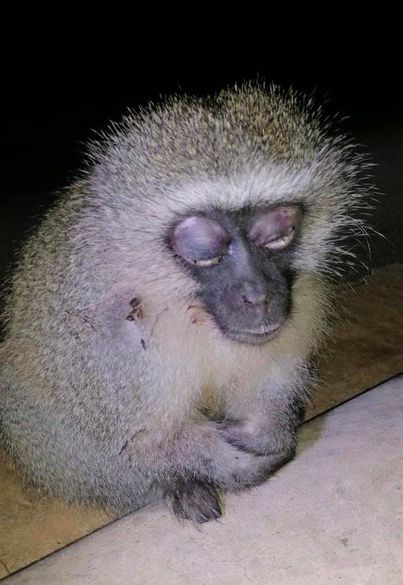 Injured monkey rescued from the side of the road, Tongaat
