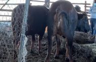 Pampierstad Station Commander apprehend Stock Theft suspects