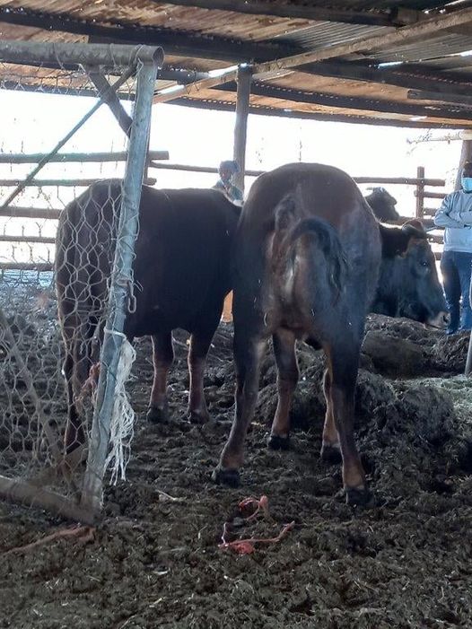 Pampierstad Station Commander apprehend Stock Theft suspects