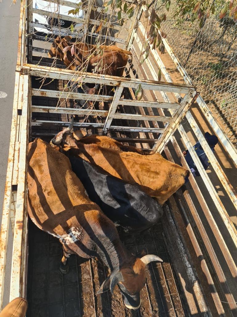 Richmond SAPS stock theft accused slapped with 15 years behind bars