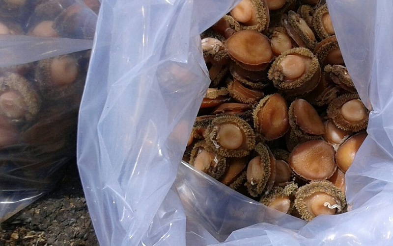 Seven suspects arrested for over R1.4 million worth of abalone