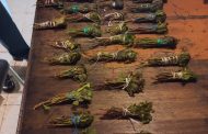 Eden Cluster arrests 362 suspects during weekend crime combatting operations