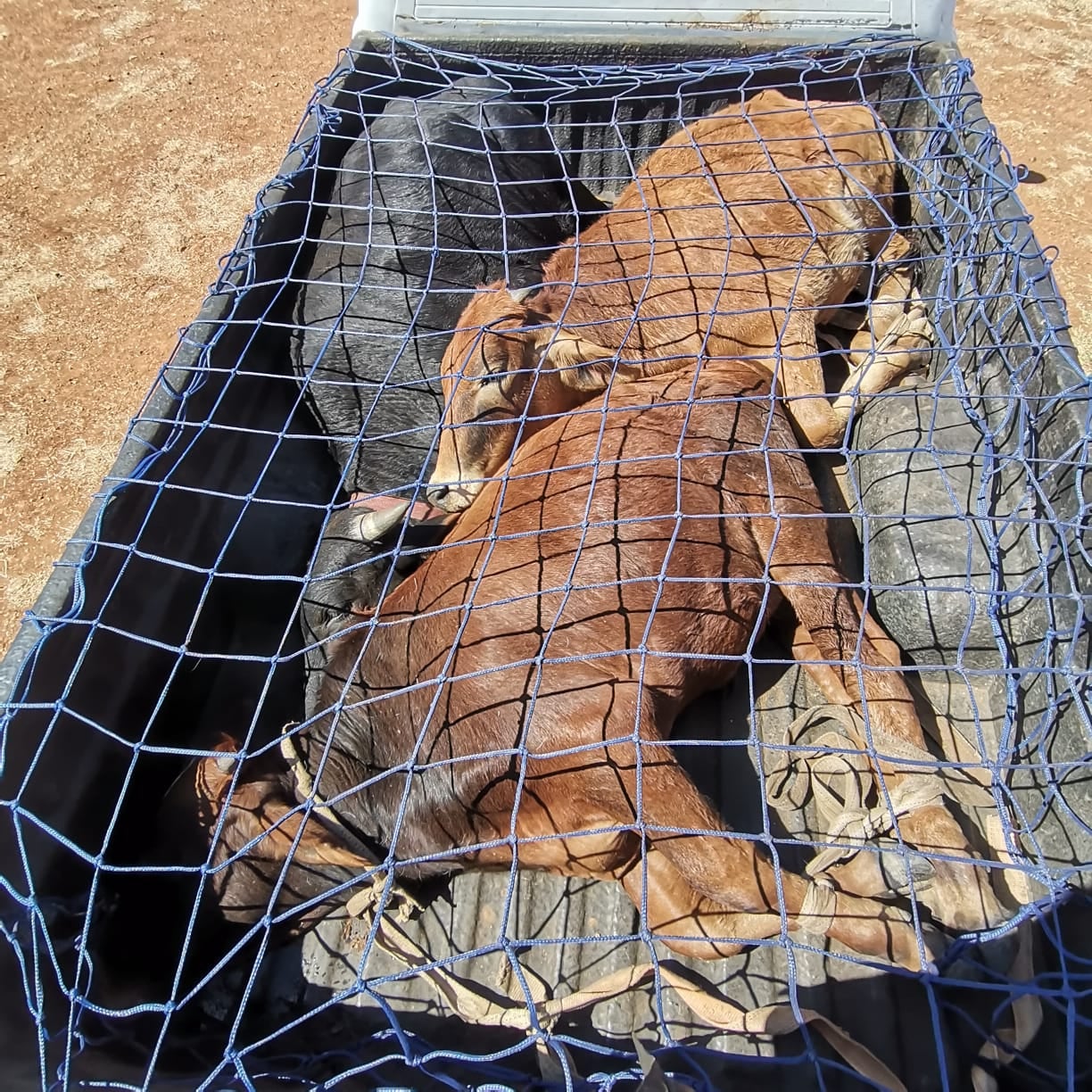 Trio to appear in court for possession of suspected stolen livestock