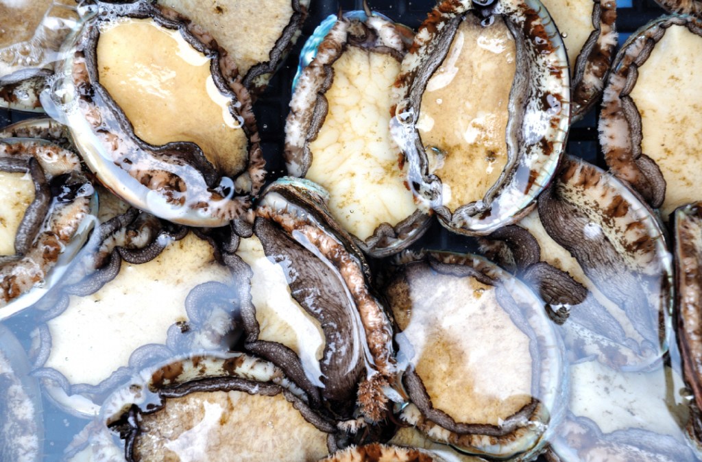 Abalone worth more than R20.2 million confiscated during Hawks operation