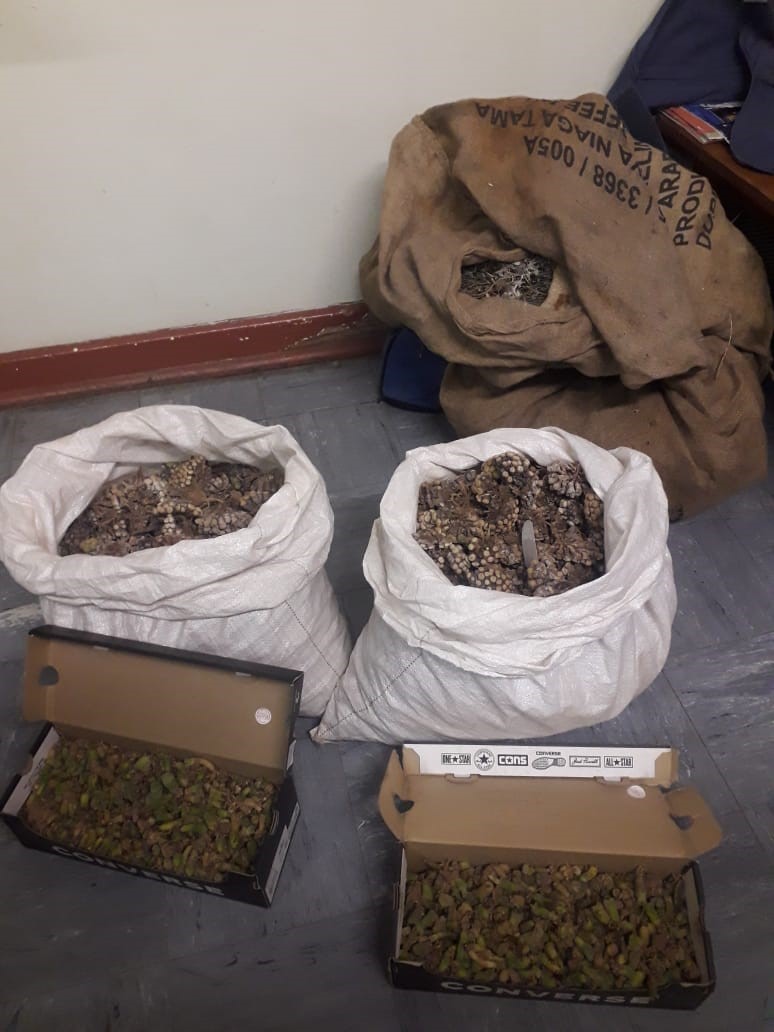 Suspects arrested for the possession of flora without documentation