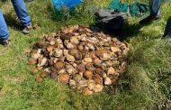 Abalone worth R600 000 and two vehicles seized near Thornhill