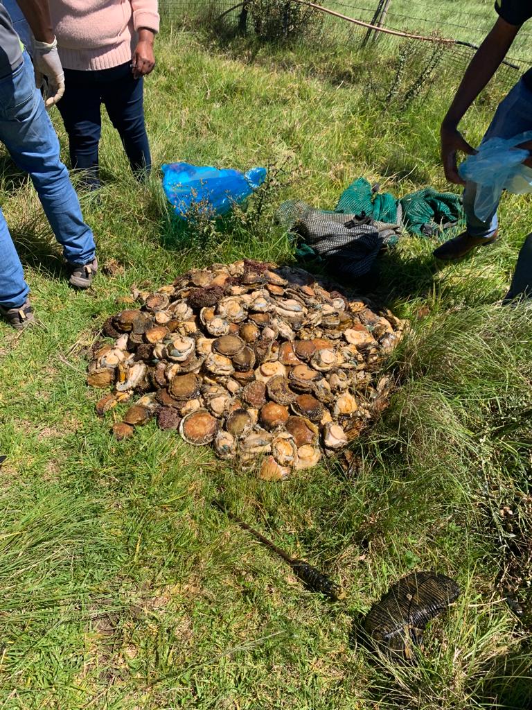 Abalone worth R600 000 and two vehicles seized near Thornhill