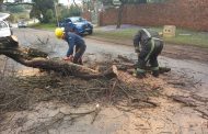 Road cleared after fallen tree on Topaz Avenue blocked both lanes