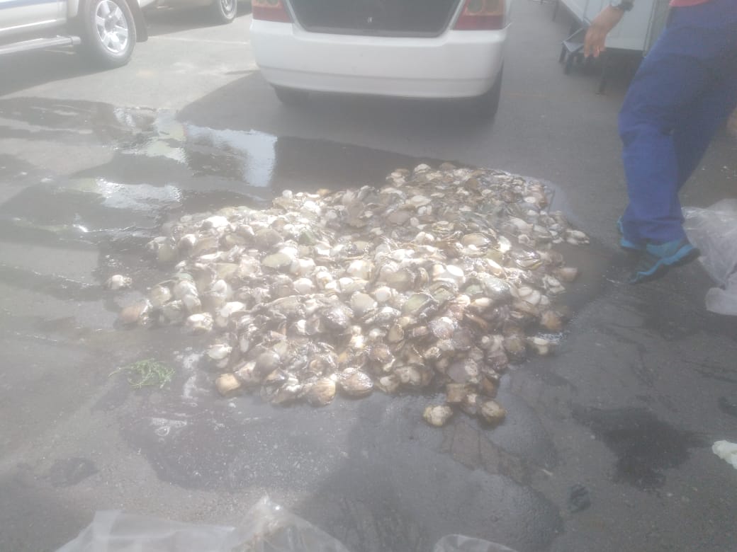 Suspect arrested with abalone in Grabouw