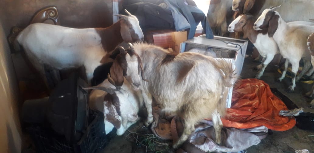 Suspect arrested for stock theft in Morokweng