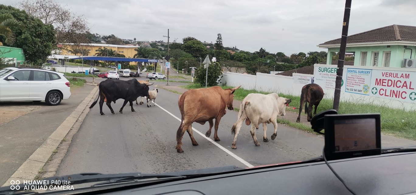 Herdsman Sought: Brindhaven - KZN