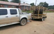 Stolen cattle recovered at home of suspect in the Eshowe area