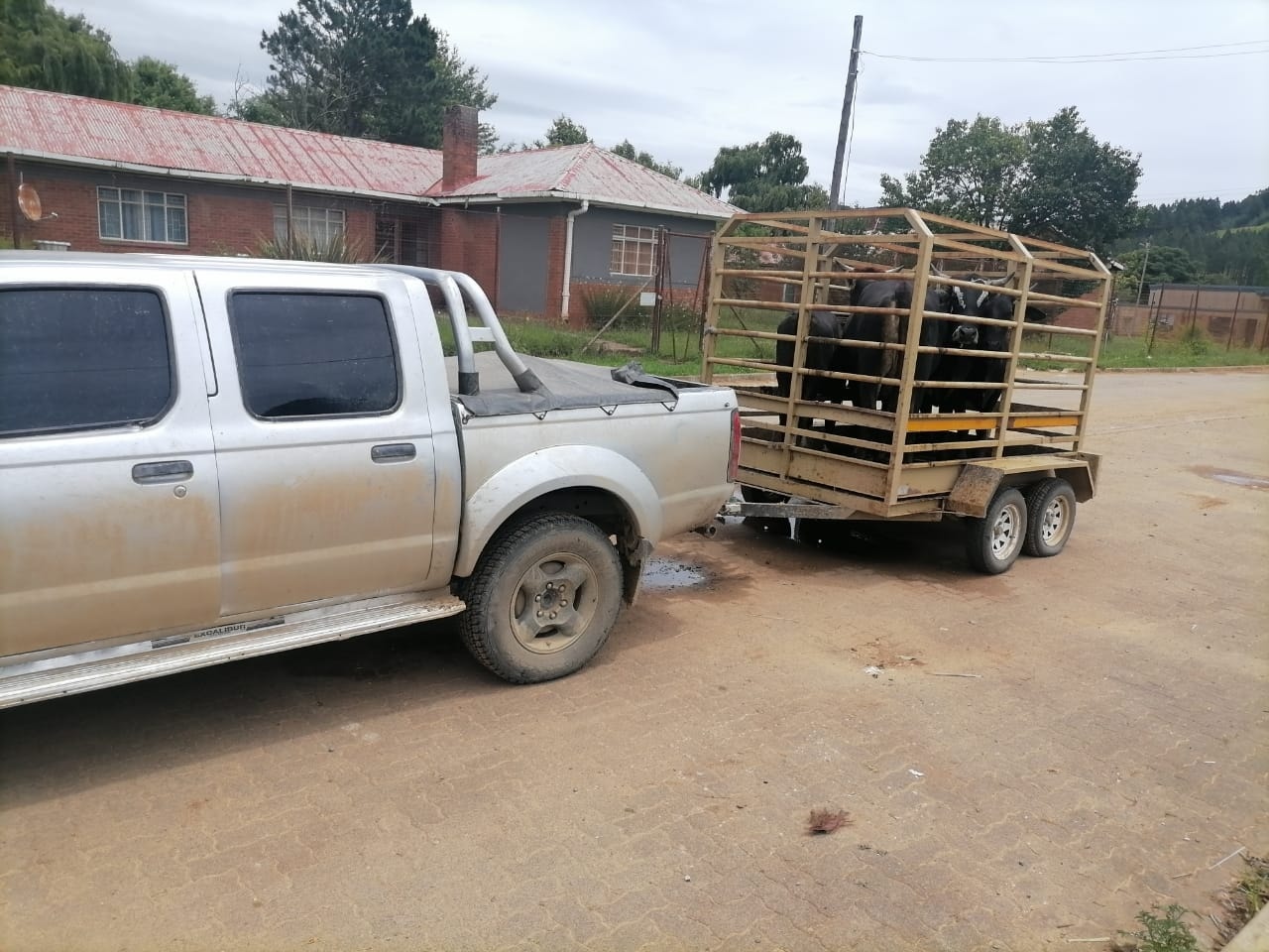 Stolen cattle recovered at home of suspect in the Eshowe area