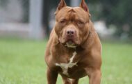 Three-year-old mauled to death by pitbull