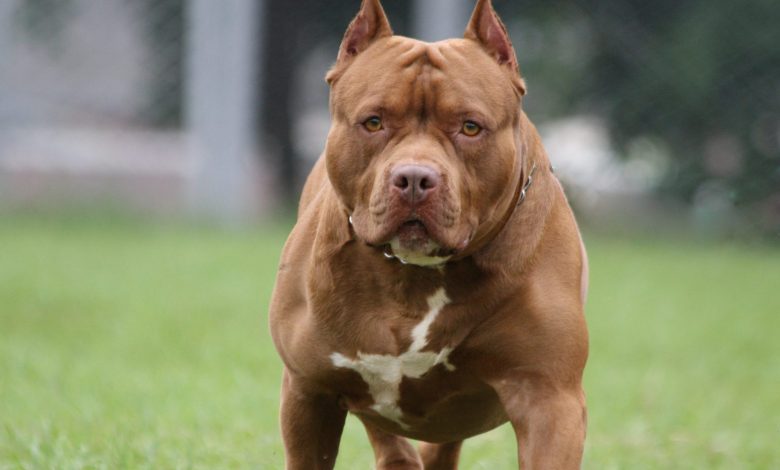 Three-year-old mauled to death by pitbull