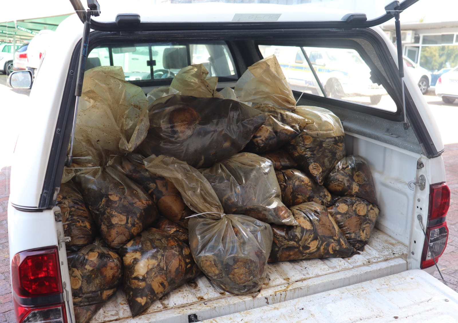 Illicit and lucrative abalone trade dealt a heavy blow with the confiscation of R700 000 worth of abalone near Plettenberg Bay