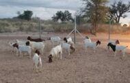 Man arrested for stock theft at Gemsbok Border Post