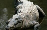 RUSA officer fends off crocodile attack in Ballito