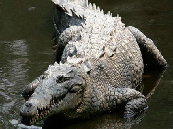 RUSA officer fends off crocodile attack in Ballito