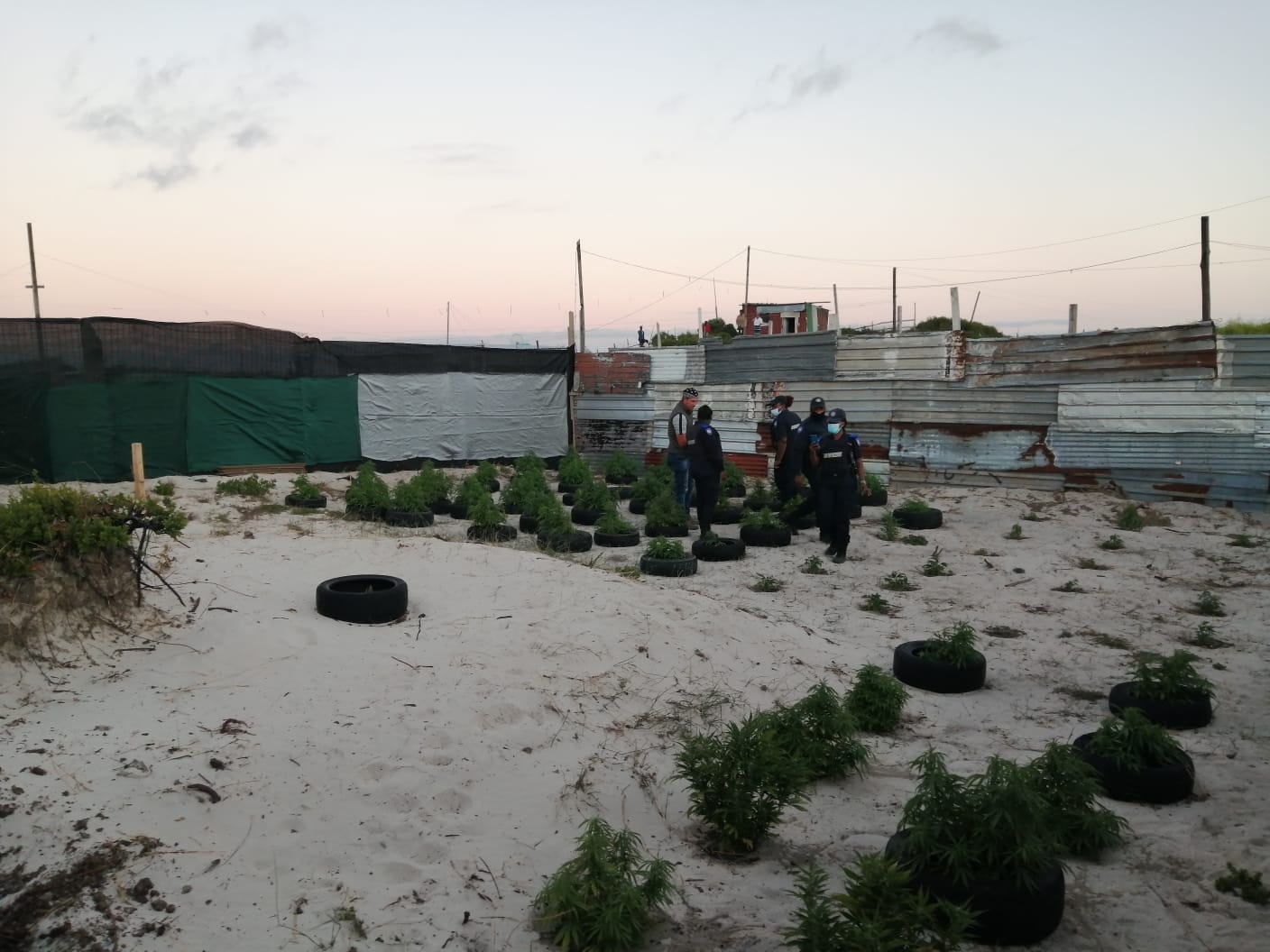Integrated operation lands suspect behind bars for cultivating dagga