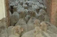 Anti-stock theft community and police recover 151 livestock