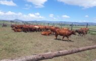 Stolen cattle valued over a million recovered by police