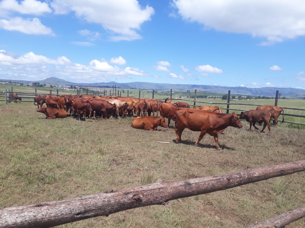 Stolen cattle valued over a million recovered by police