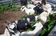 Amajuba operations nets 17 stolen goats