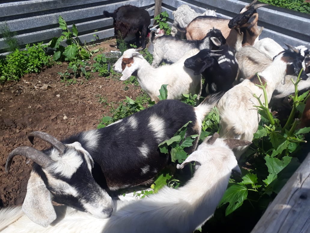 Amajuba operations nets 17 stolen goats