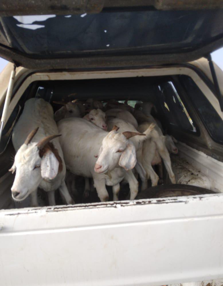 Three nabbed for stock theft in Port Alfred