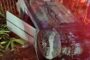Relative in court for stock theft