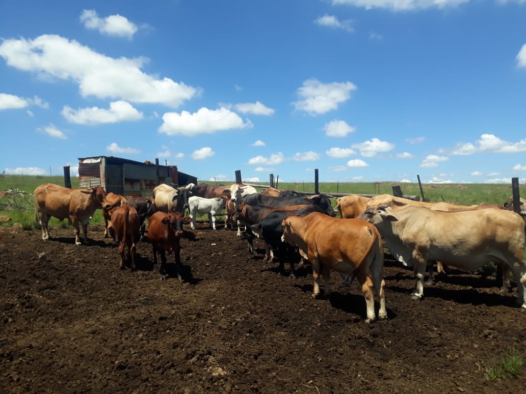 Relative in court for stock theft