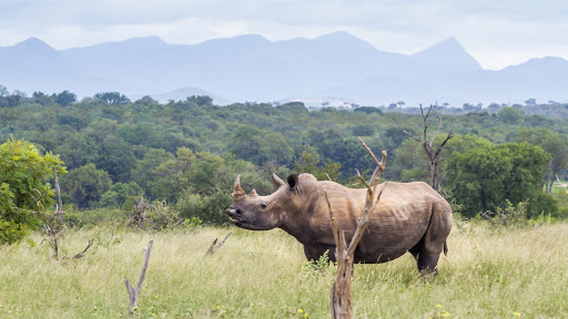 Provincial commissioner welcomes sentencing imposed on two rhino poachers
