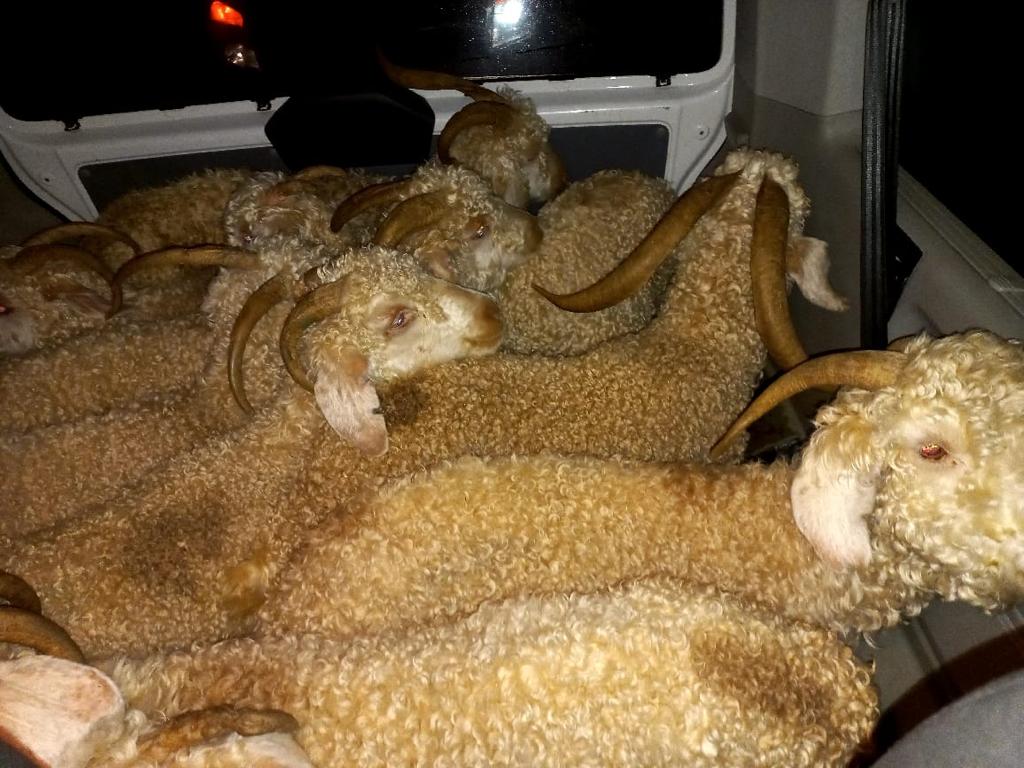 Excellent networking result in arrest of stock theft suspects