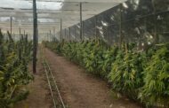 Cannabis cultivating farm raided by SAPS in Paarl.