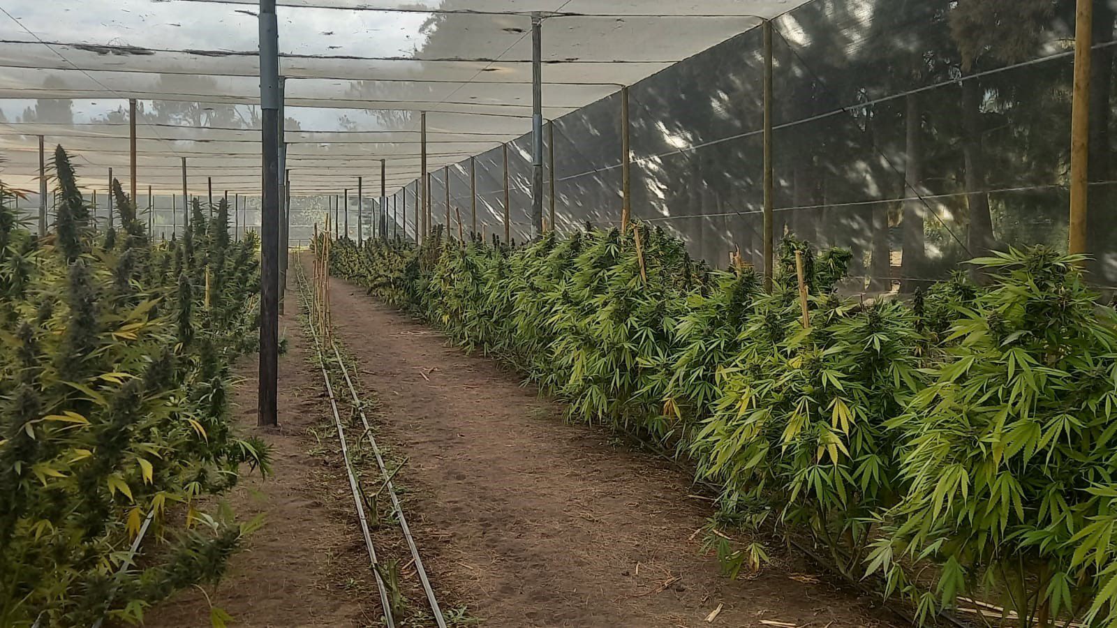 Cannabis cultivating farm raided by SAPS in Paarl.